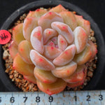 PRESALE Echeveria HOSIKAGE, (Random)