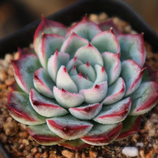 Echeveria Soulheart, (Random)