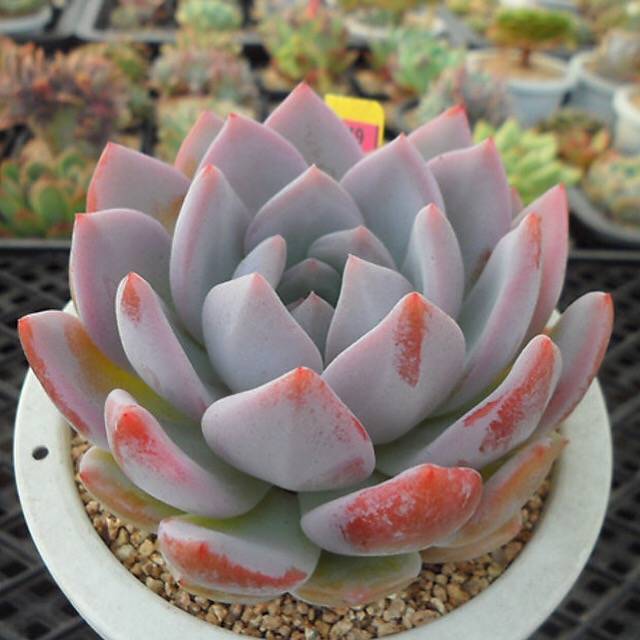 PRESALE Echeveria Hosikage, (Random)