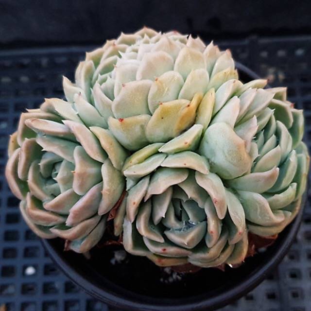 PRESALE Echeveria Elegans Potosina, Cristata, (Not So Random)