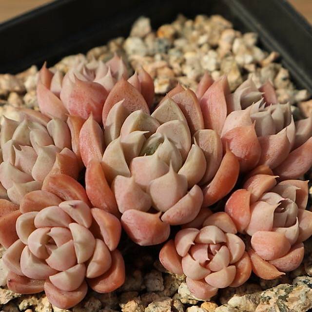 PRESALE Echeveria Wind of Change, (Random)