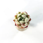 Echeveria Sp. (Small)