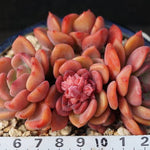 PRESALE Echeveria Dentra Cluster, (Not so Random)