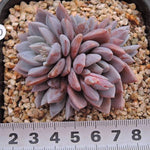 PRESALE Echeveria Lulu, Cluster, (Random)