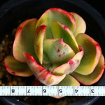 PRESALE Echeveria Angpang, (Random)