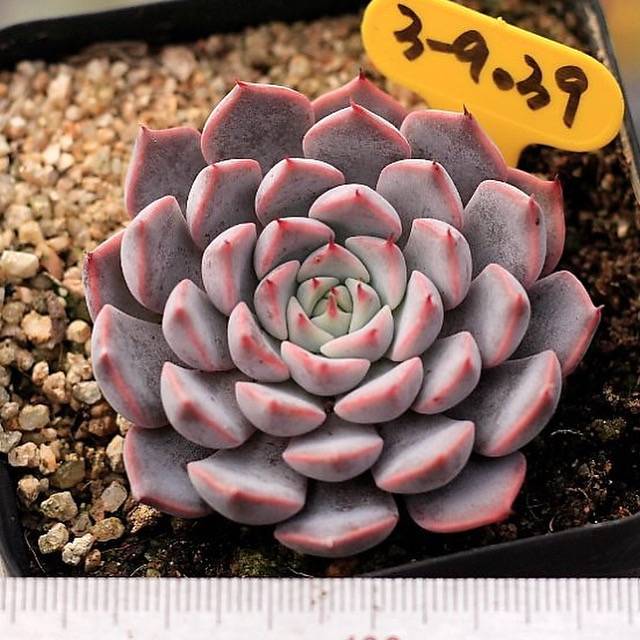 Echeveria Pink Zaragosa