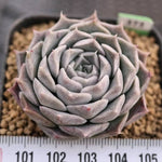 BLACK FRIDAY SNEAK, Echeveria Helena, (Random)