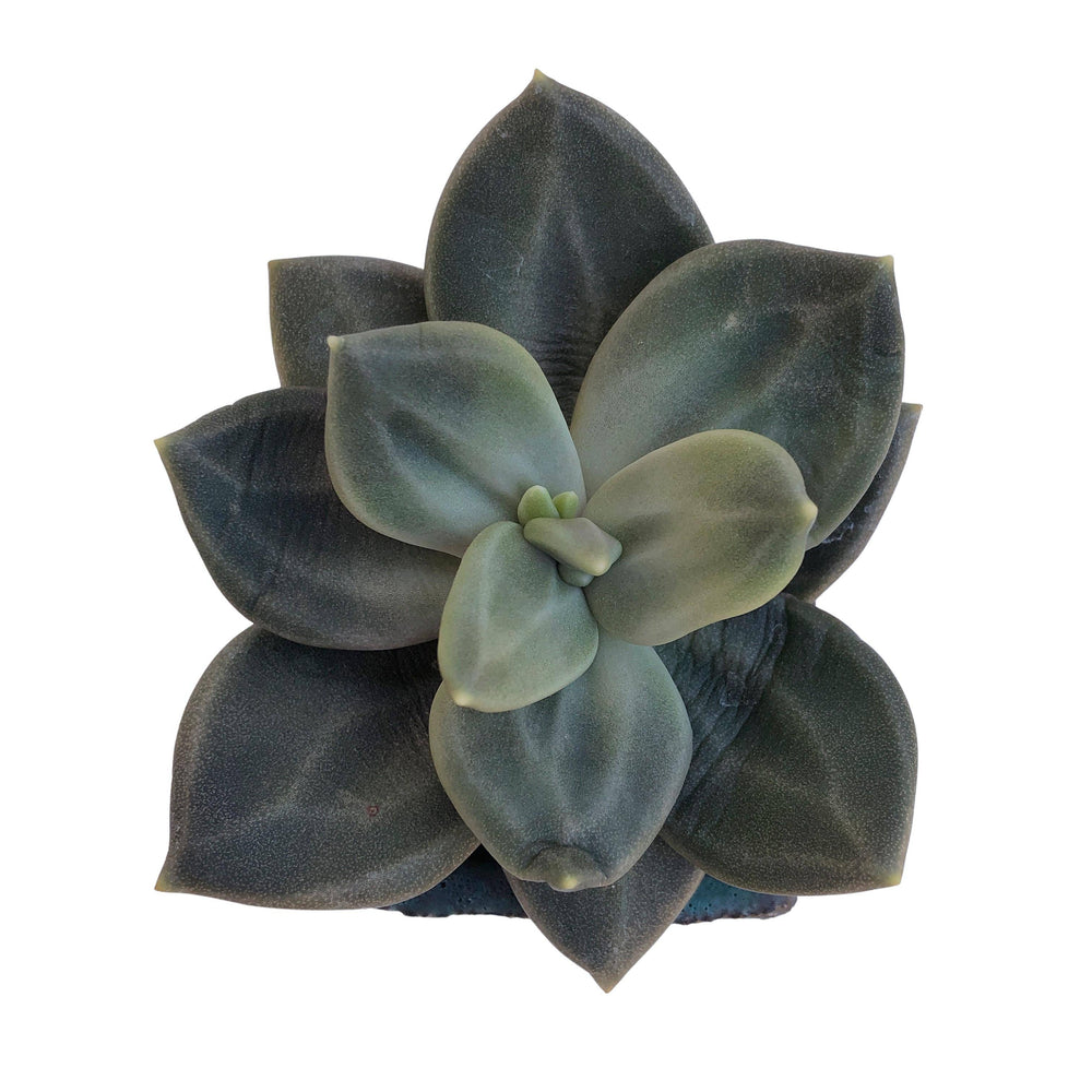 SPECIAL REQUEST- SALE! Echeveria Xichuensis