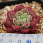 PRESALE Echeveria Carol, (Random)