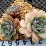 PRESALE Echeveria Tuxpan Reverting Albino, (Not so Random)