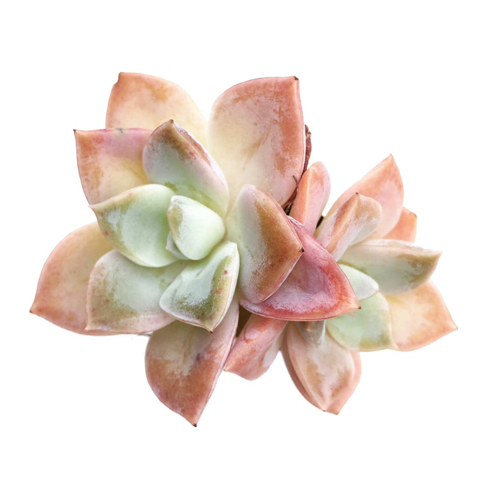 SPECIAL! JUST CART! Graptoveria Watson- Must Use Code :)