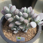 MOTHER'S DAY WEEKEND FLASH SALE! PRESALE Cotyledon Orbiculata cv Clusters, (Random)