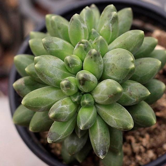 Pachyphytum Compactum, Cristata