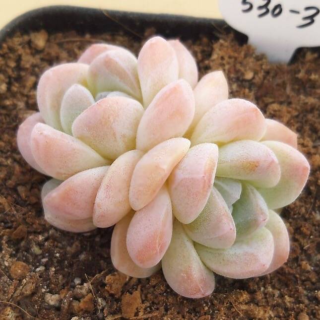 PRESALE Echeveria Ice Green, Doubles, (Random)