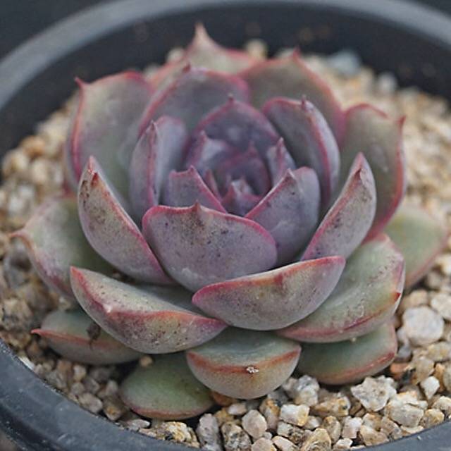 PRESALE Echeveria Black Queen Hybrid, (Random)