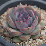 PRESALE Echeveria Black Queen Hybrid, (Random)