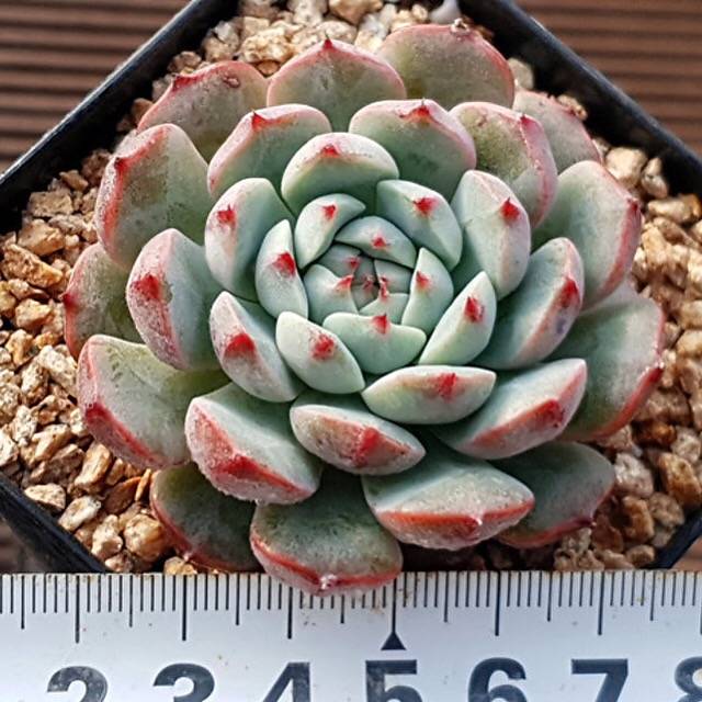 SPECIAL! JUST CART!! Echeveria Blue Hawk, (Not so Random)