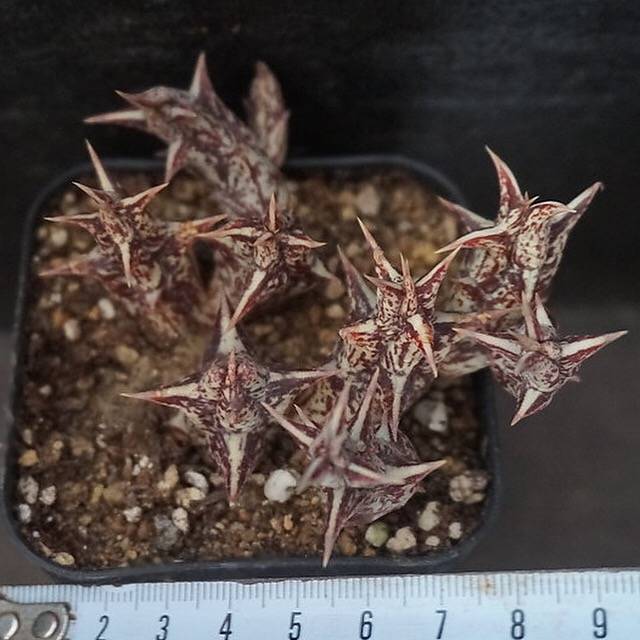 4th OF JULY FLASH SALE- DEAL #8 PRESALE Stapelia Decaryi Choux