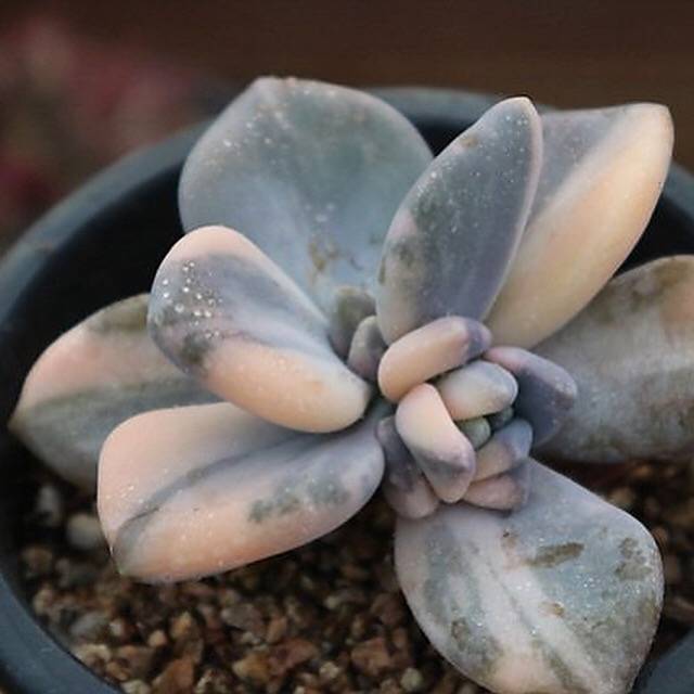 (RESERVED) Pachyveria Pachyphytoides
