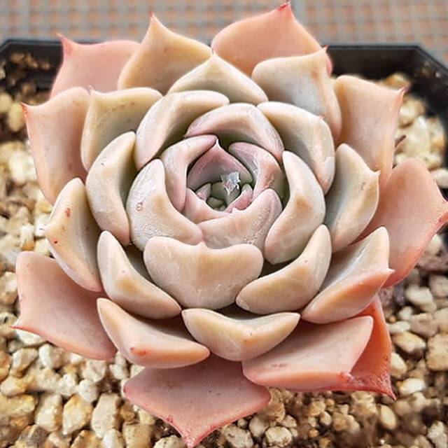 PRESALE Echeveria Glow, (Random) **VIDEO ATTACHED**