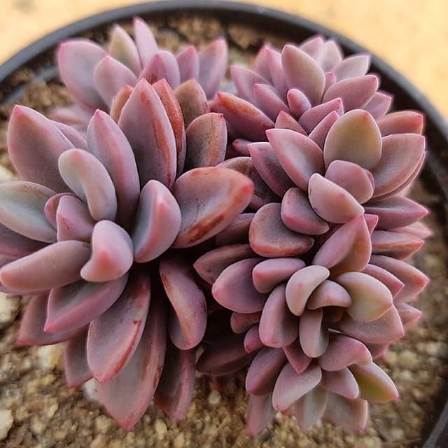 PRESALE Echeveria cv Rezry, (Random)