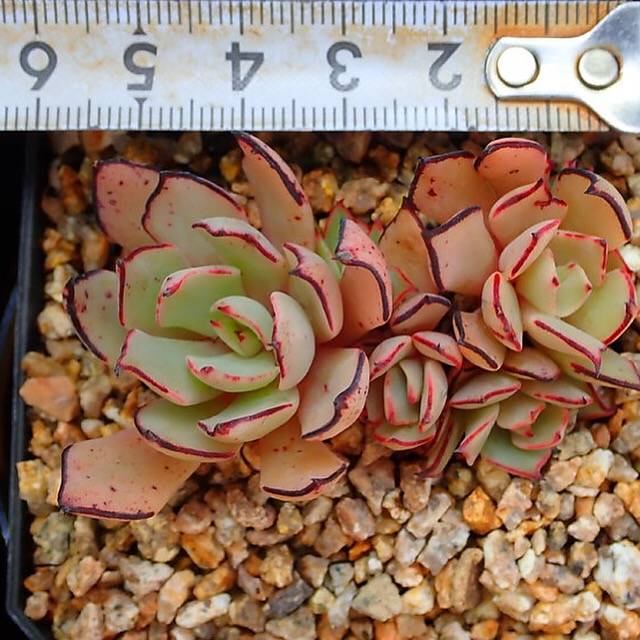 PRESALE Echeveria Strictiflora v Nova, (Random)