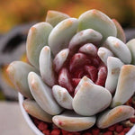 PRESALE Echeveria Trumso