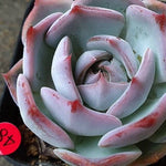 SPECIAL JUST CART! Echeveria Rosanna, (Not so Random)- Must Use Code :)