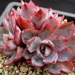 PRESALE Echeveria Hera, (Random)