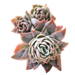 Graptoveria Rose Queen, Triple