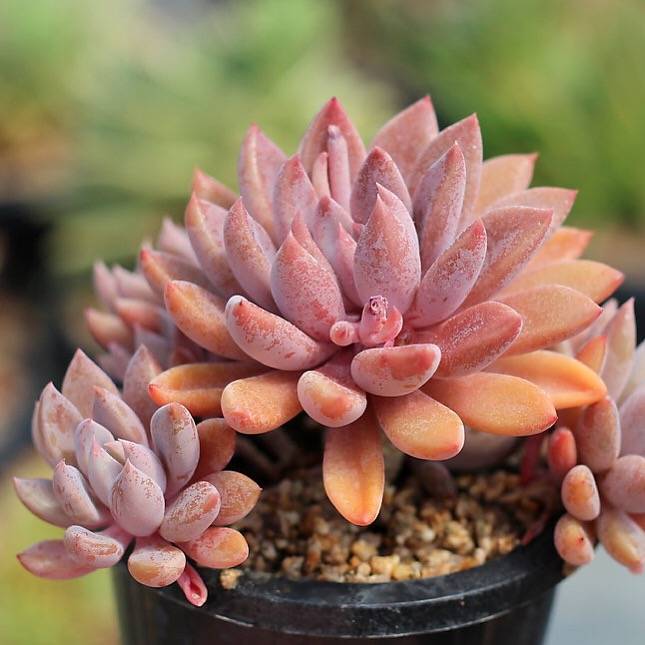 PRESALE Echeveria Sugar Jelly Cluster, (Random)