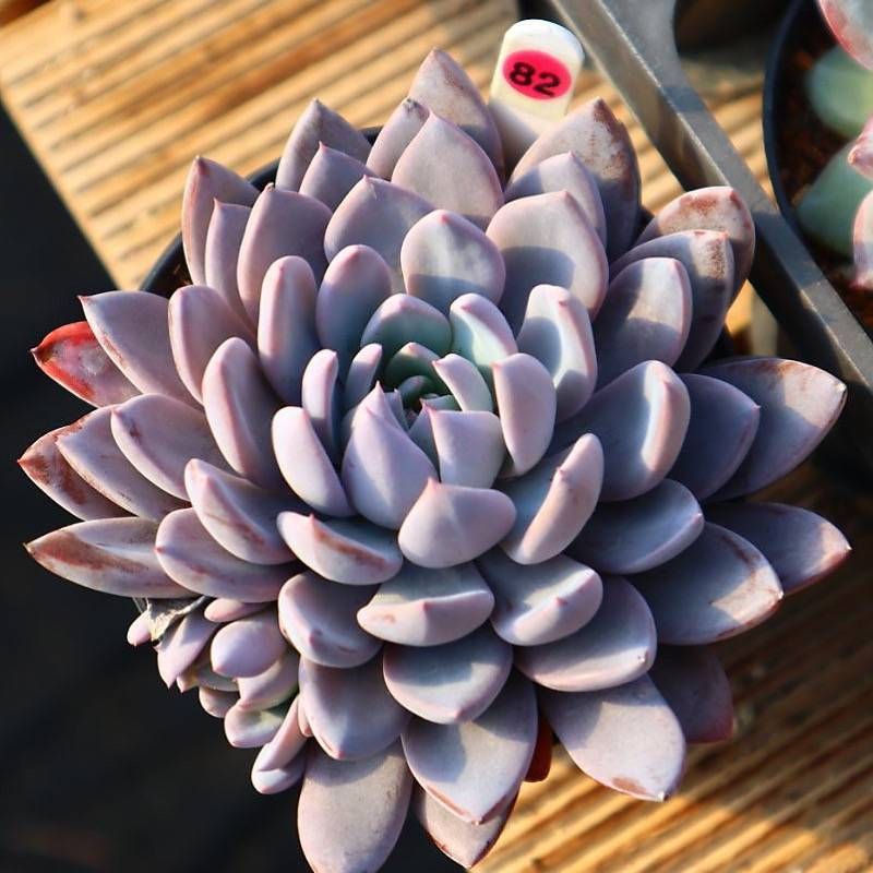 Echeveria Lulu