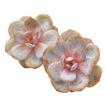 Echeveria Cream Tea, (Random)