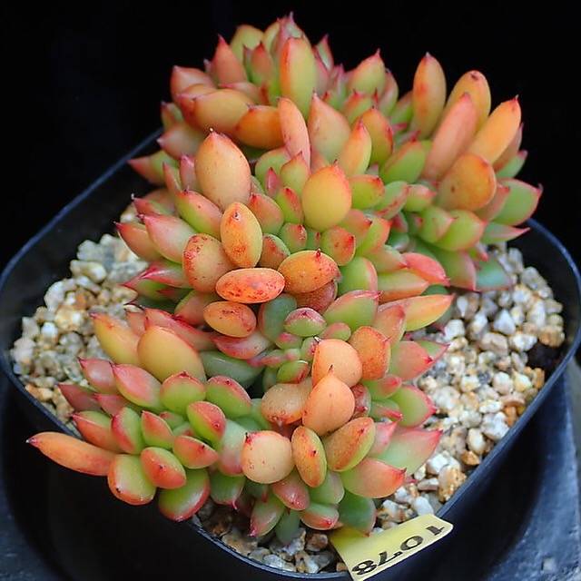 PRESALE Echeveria 'Memory' Cristata, (Random)