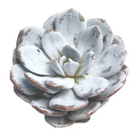 RESERVED Echeveria Lauii, Option 1, (Ready to Ship)