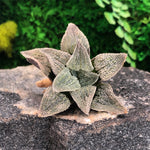 Sale! Haworthia Pygmaea Hybrid