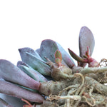 The GOOD, The BAD and The UGLY SALE! Adromischus Sp.