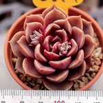 SALE! Echeveria Mohican