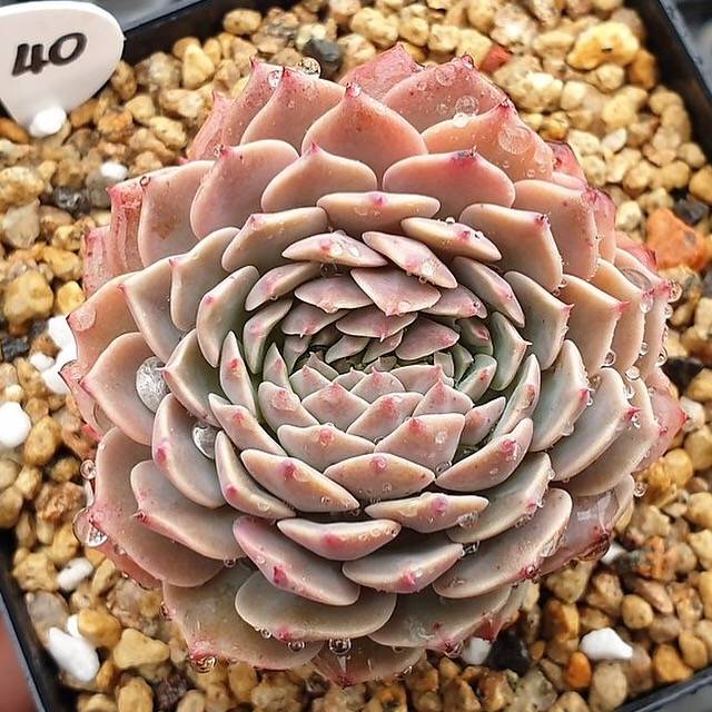 PRESALE Echeveria Tuxpan, Cristata, (Random)