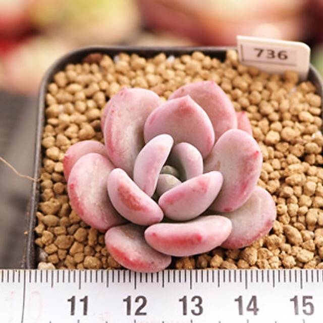 PRESALE Echeveria Pink Door, (Random)