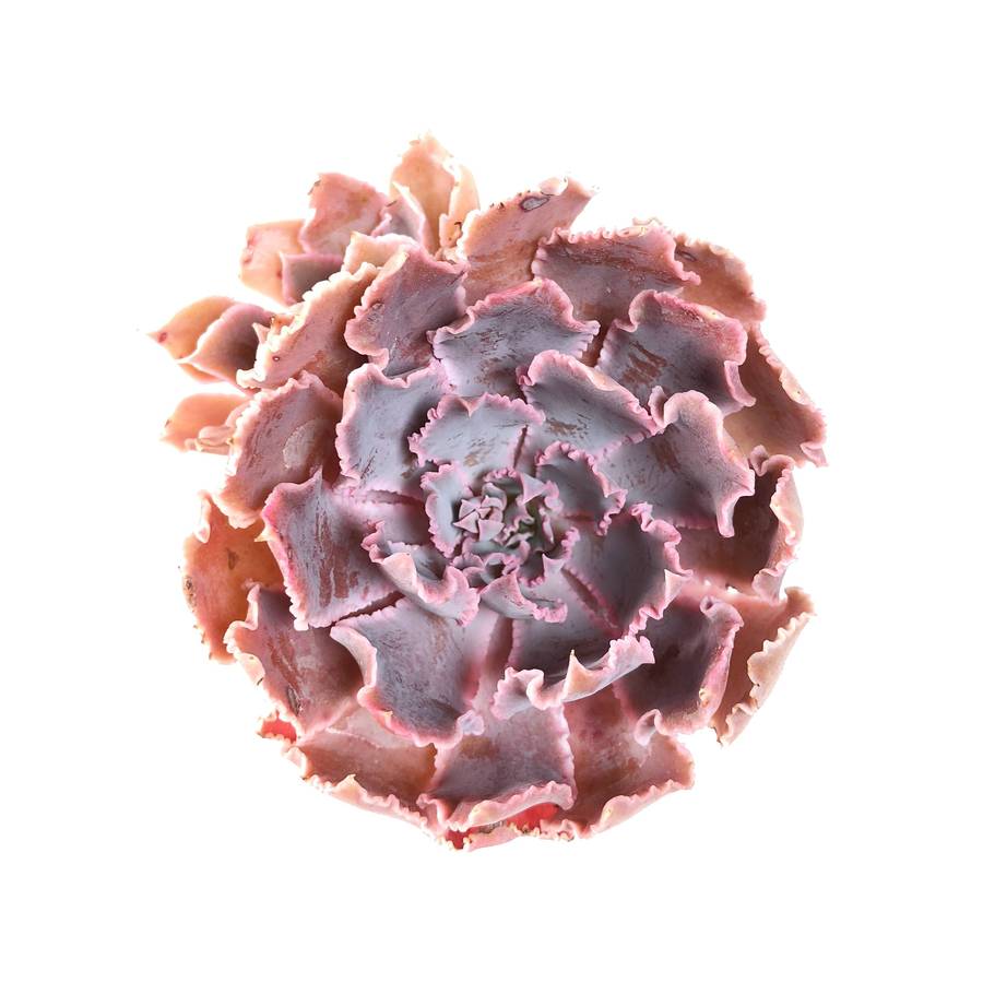 PRESALE Echeveria Shaviana Madre Del Sur, (Random)