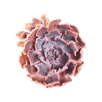 PRESALE Echeveria Shaviana Madre Del Sur, (Random)