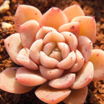 PRESALE Echeveria Zaragosa Hybrid, (Not so Random)
