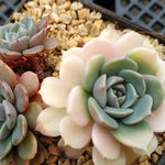 PRESALE Echeveria Tuxpan Reverting Albino, (Not so Random)