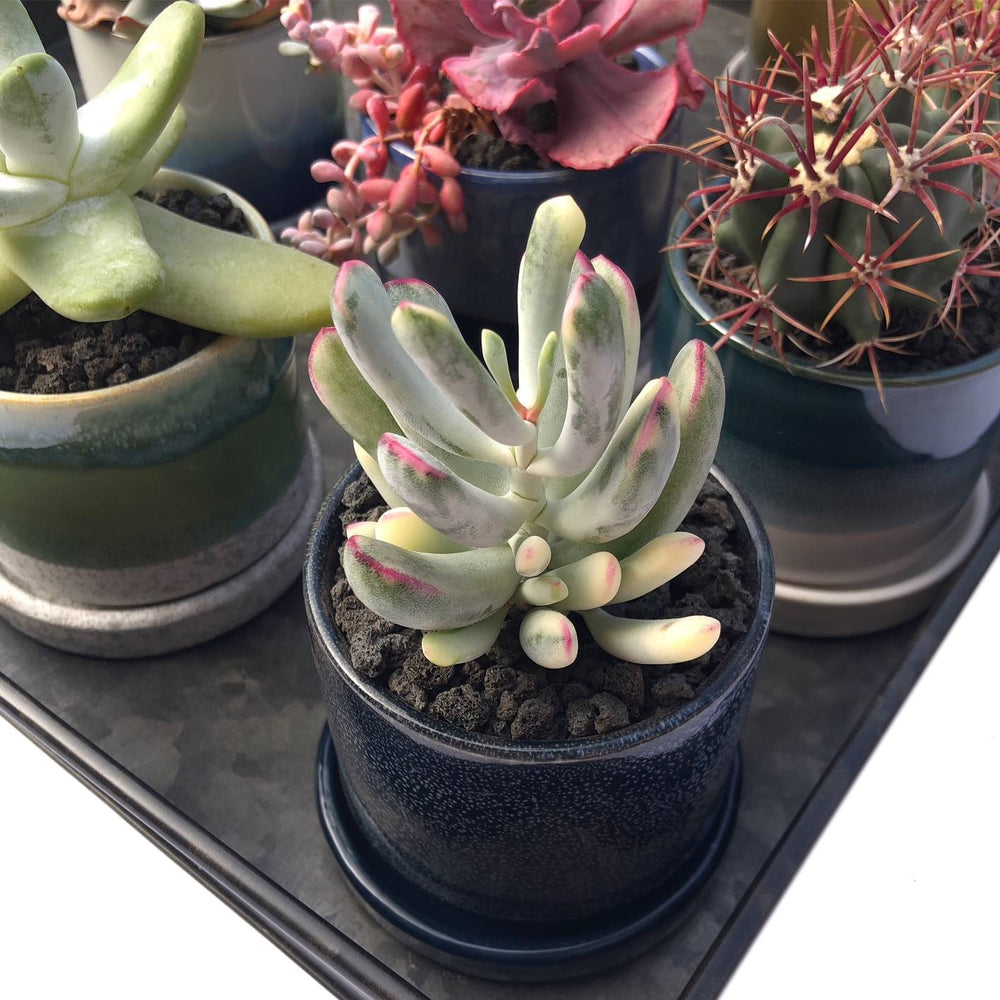 Cotyledon Orbiculata, Variegata (Lady Fingers), (Video) – Cedar Creek  Farmhouse