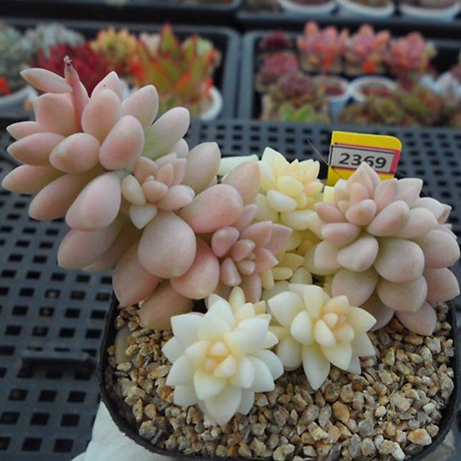 PRESALE Graptopetalum Mirinae, Variegata, (Random)