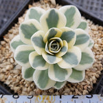 PRESALE Orostachys Fuji, (Random)