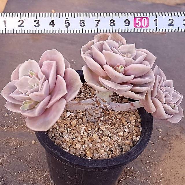 lovely rose succulent propagation PRESALE Echeveria Lovely Rose, (Not so Random) – Cedar Creek Farmhouse
