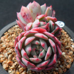 PRESALE Echeveria Bradburiana, (Not so Random)