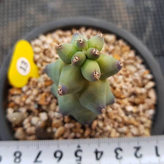 Myrtillocactus Geometrizans Fukurokuryuzinboku, (Not so Random)